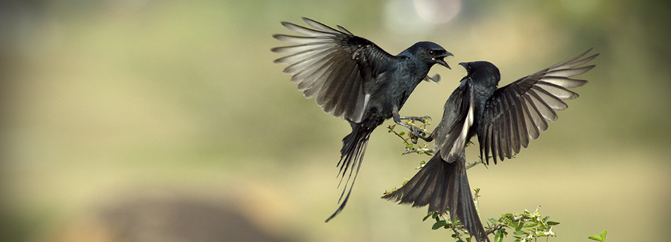 电话验证码轰炸平台